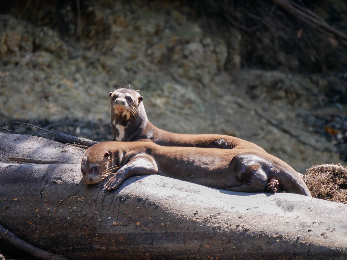 Amazon wildlife Giant River Otters camping expedition Peru