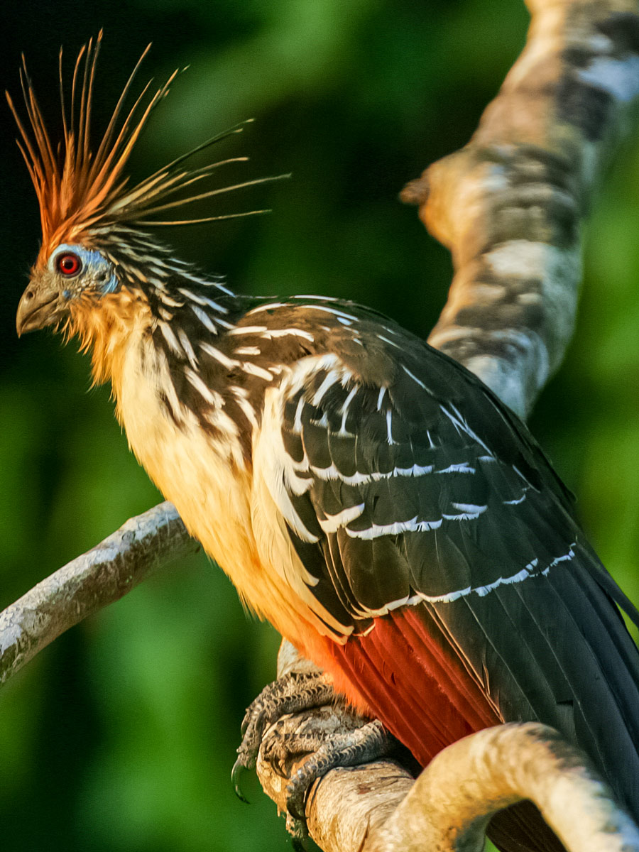 Amazon wildlife Hoatzin bird camping expedition Peru