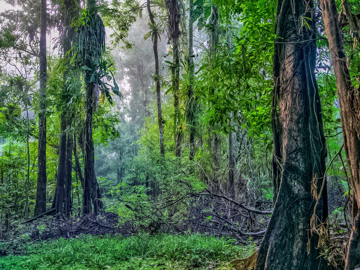 Amazon rainforest jungle camping expedition Peru
