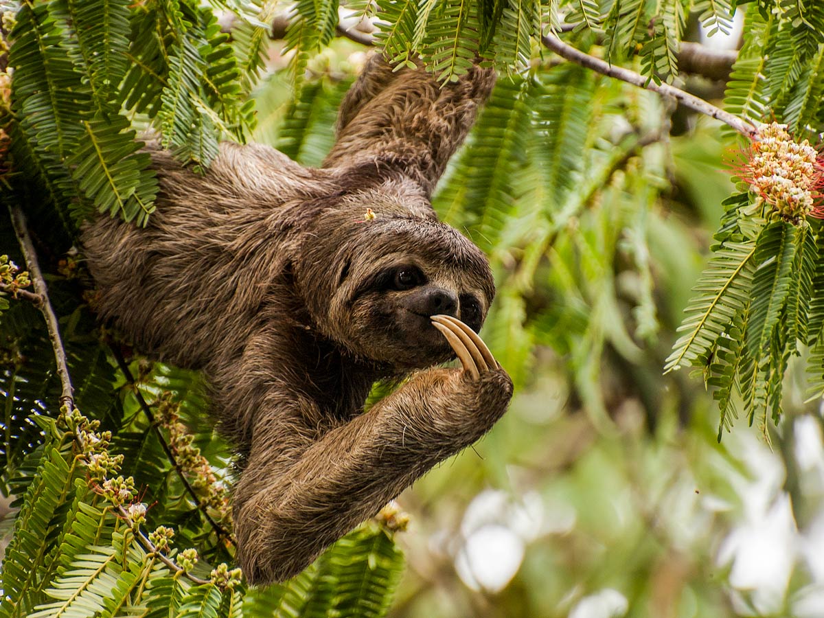 Three toed sloth camping expedition Peru