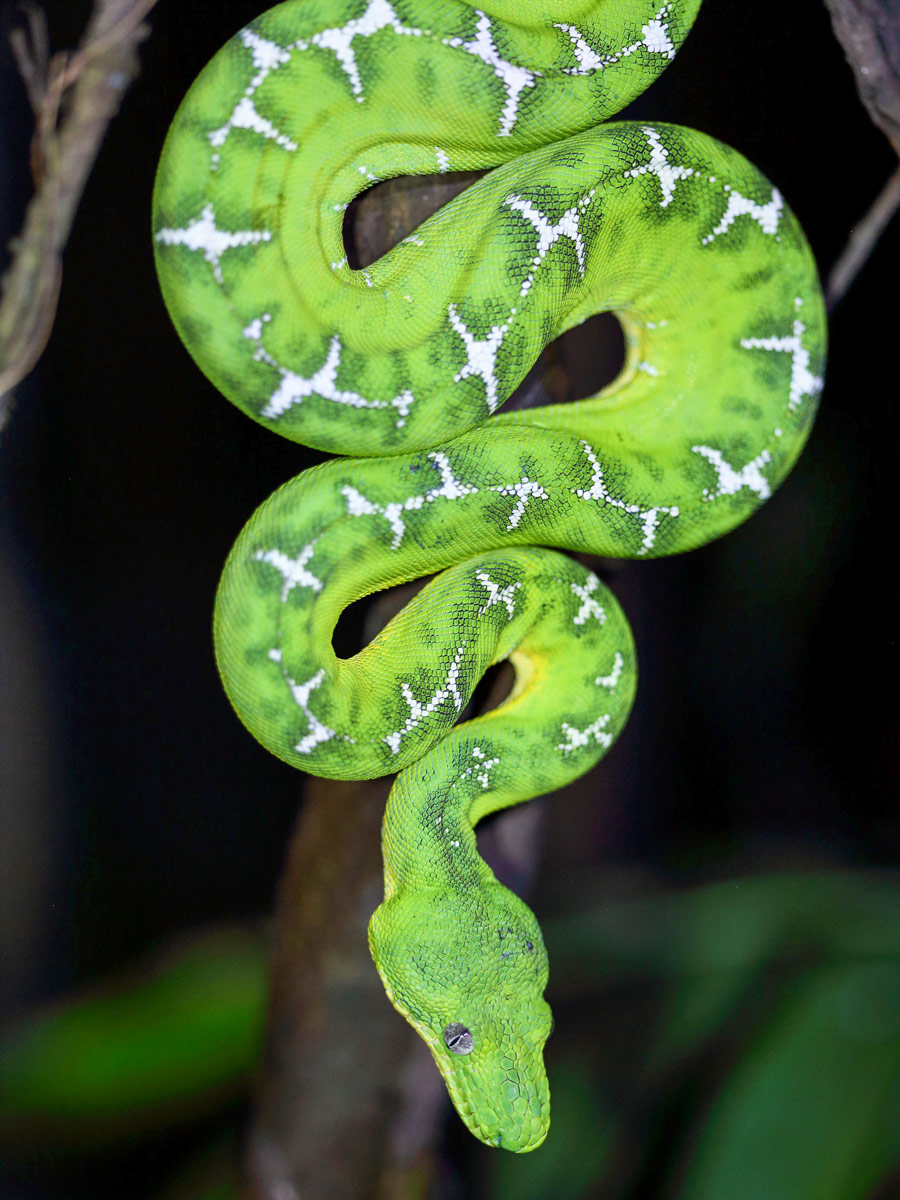 Peruvian Amazonia Emerald Tree Boa fishing expedition Peru