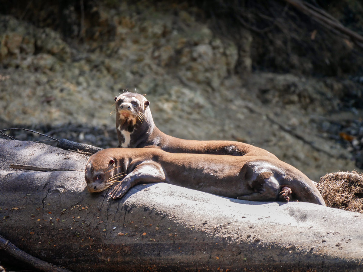 Peruvian Amazonia Giant River Otters fishing expedition Peru