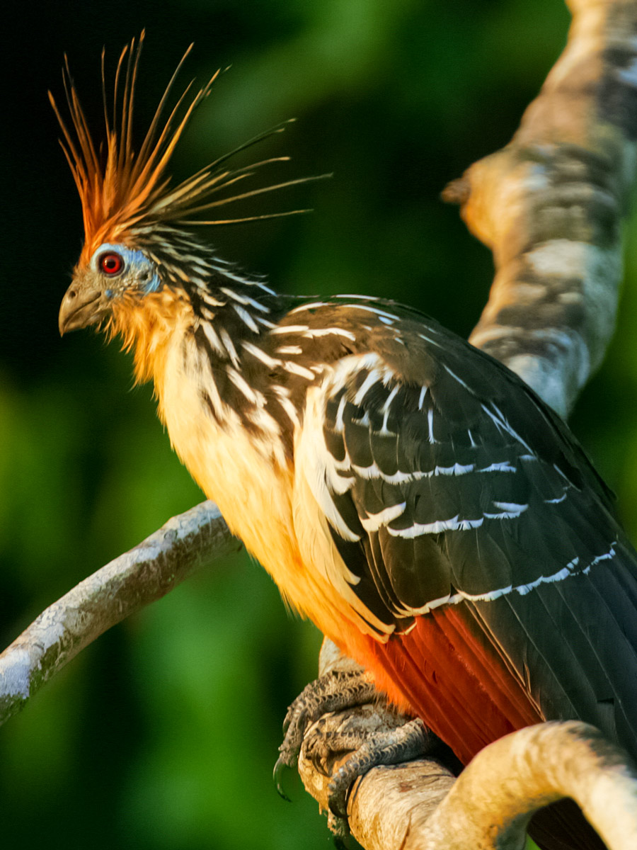 Peruvian Amazonia Hoatzin bird fishing expedition Peru