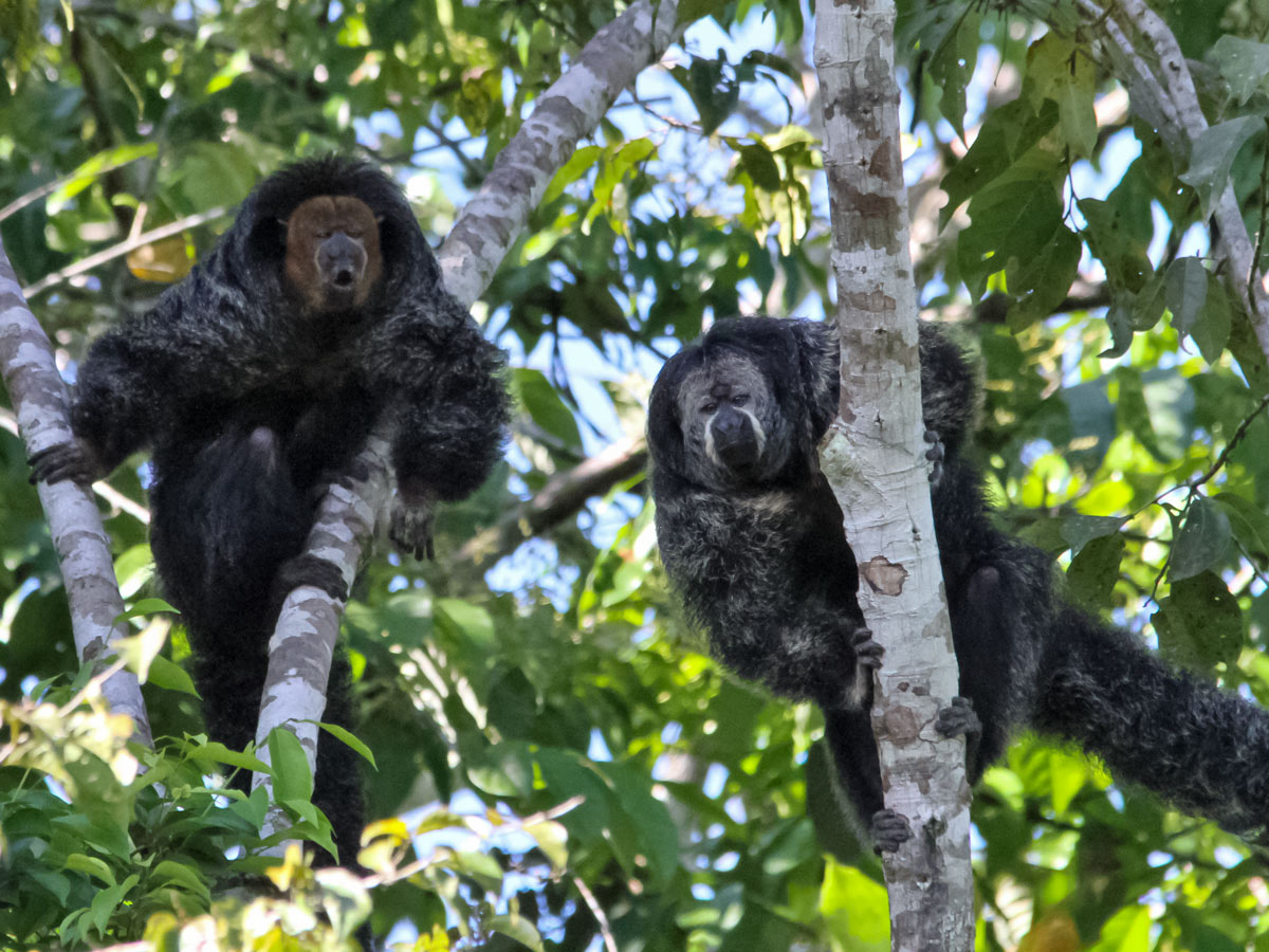 Peruvian Amazonia wildlife Saki Monkeys seen along fishing expedition Peru