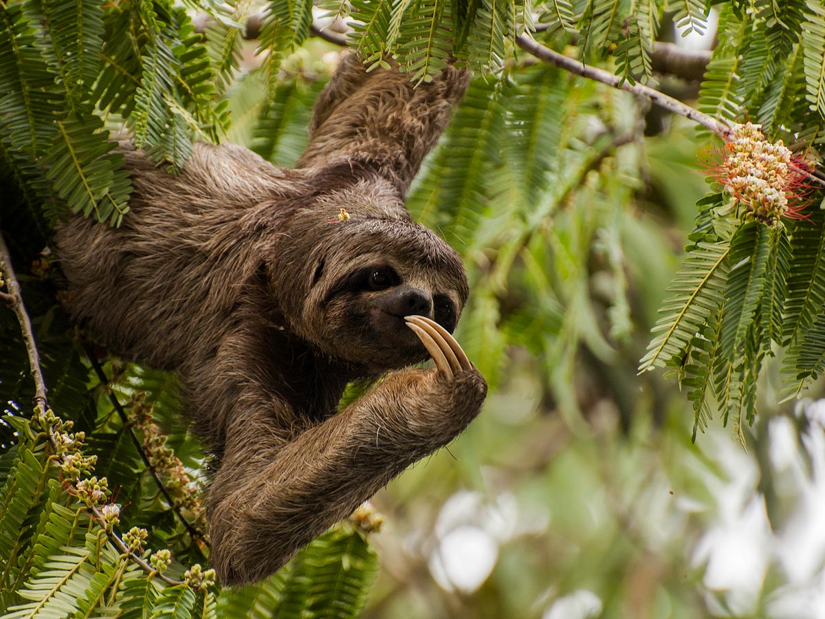 Peruvian Amazonia wildlife Three toed sloth seen along fishing expedition Peru