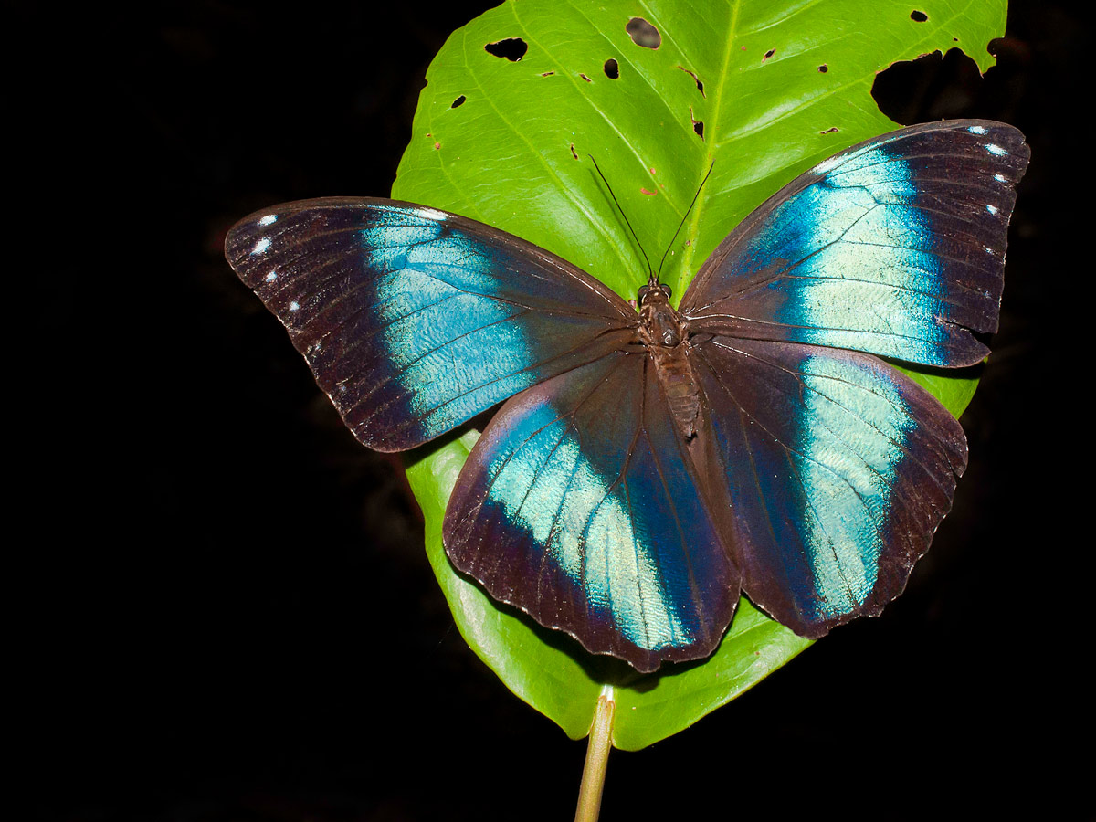 Amazon general tour wildlife Blue morpho butterfly Peru