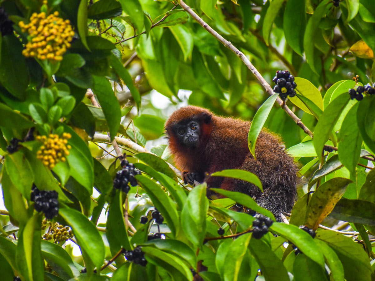 Amazon general tour wildlife tree monkey Peru