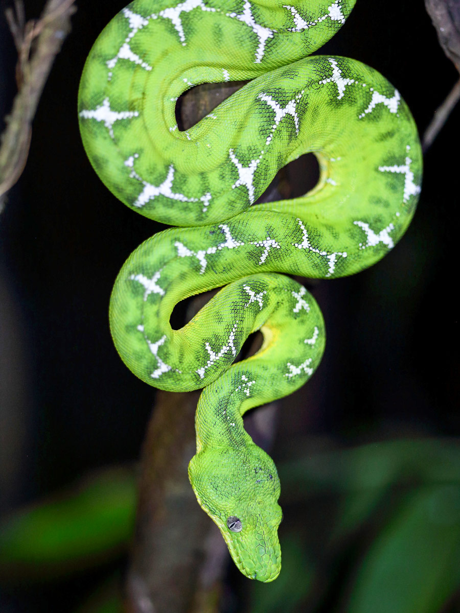 Amazon general tour wildlife Emerald Tree Boa snake Peru