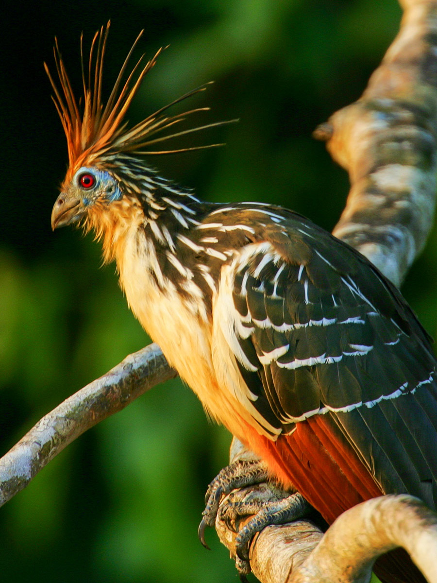 Amazon general tour wildlife Hoatzin bird Peru