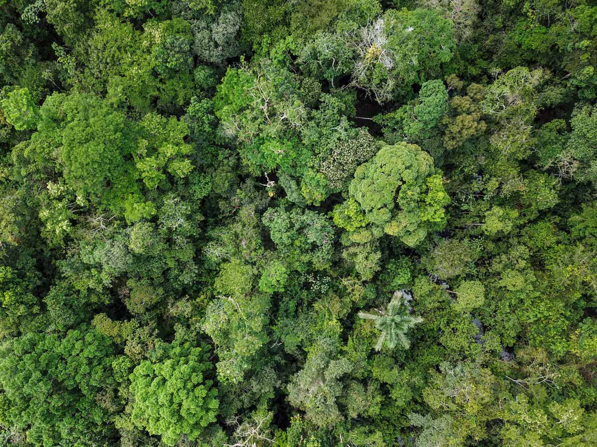 Rural Peruvian Amazonia jungle forest research tour in Peru