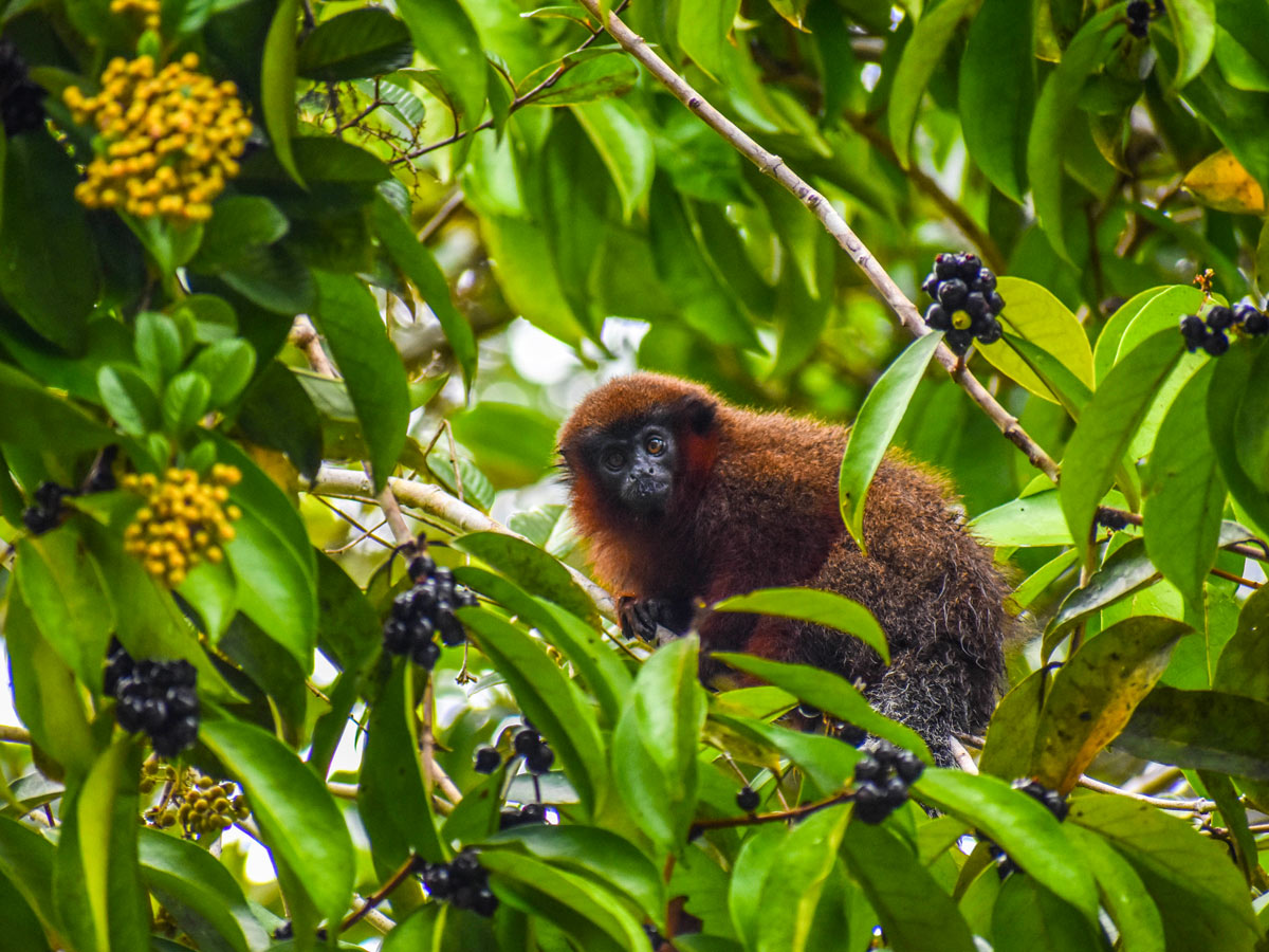 Peruvian Amazonia research center wildlife nature research Peru