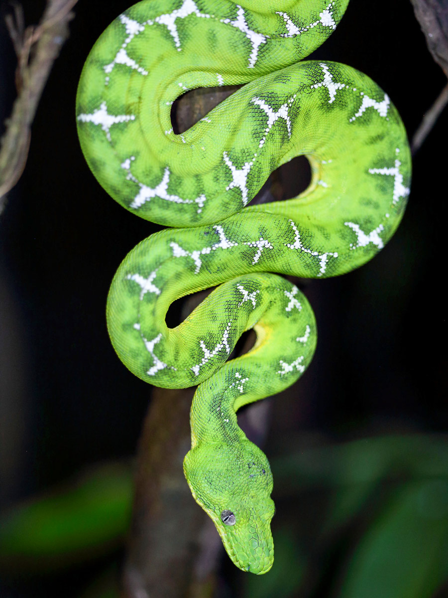 Peruvian Amazonia research Emerald Tree Boa snake Peru