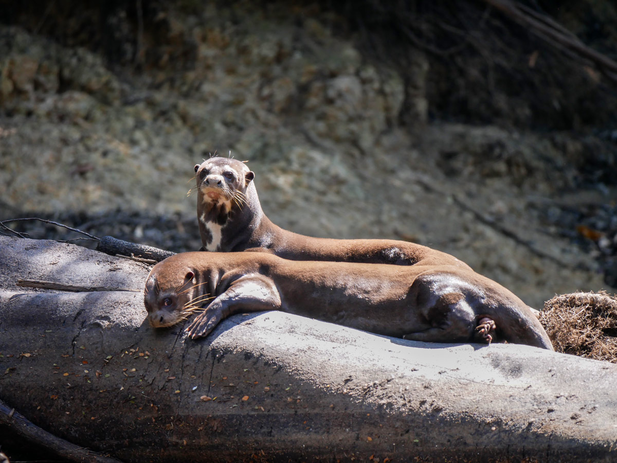 Peruvian Amazonia research Giant River Otters Peru