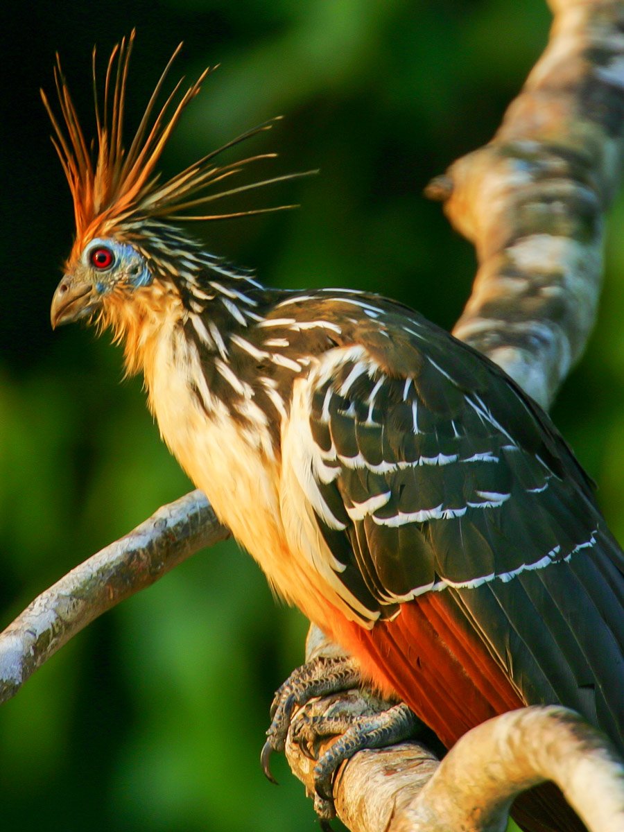 Peruvian Amazonia research Hoatzin bird Peru