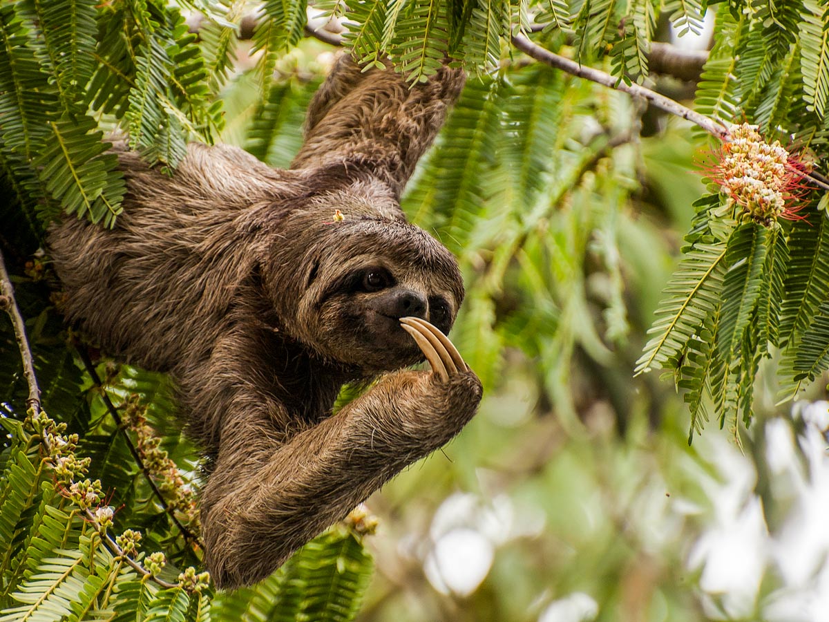 Peruvian Amazonia research Three toed sloth wildlife Peru