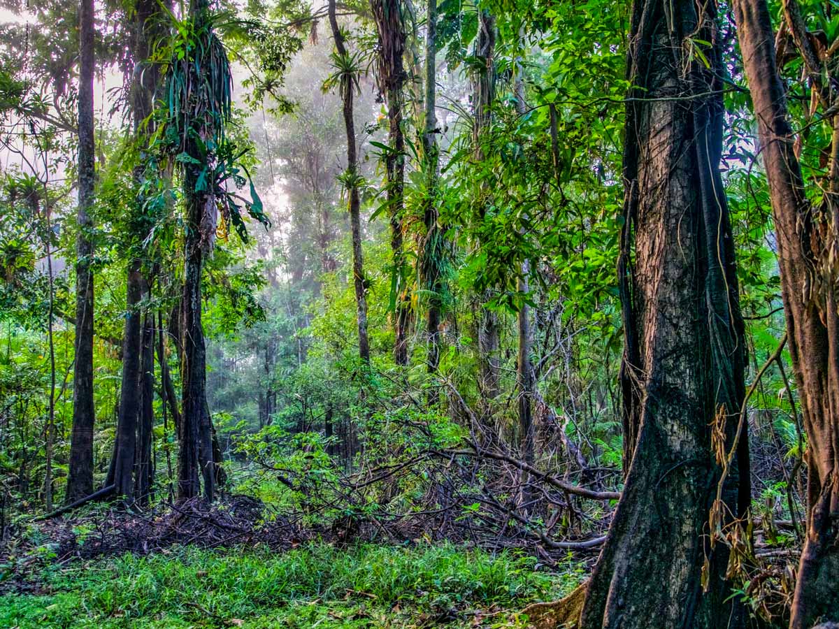 Natural jungle vines Peruvian Amazonia survival training expedition