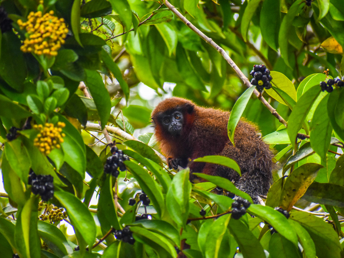 Peru Amazonia rainforest wildlife monkey along survival training expedition