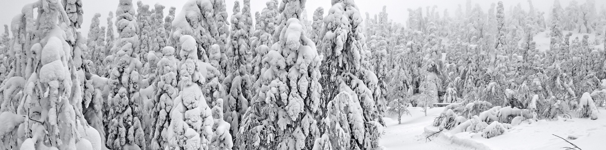 Karelia Dogsled and Snowmobile Tour