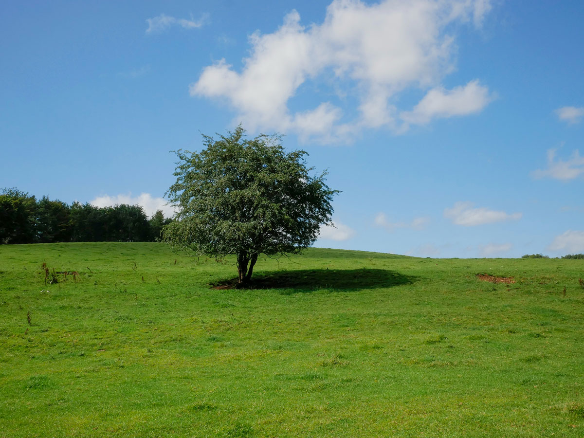 Cotswold England pasture fields tree blue sky