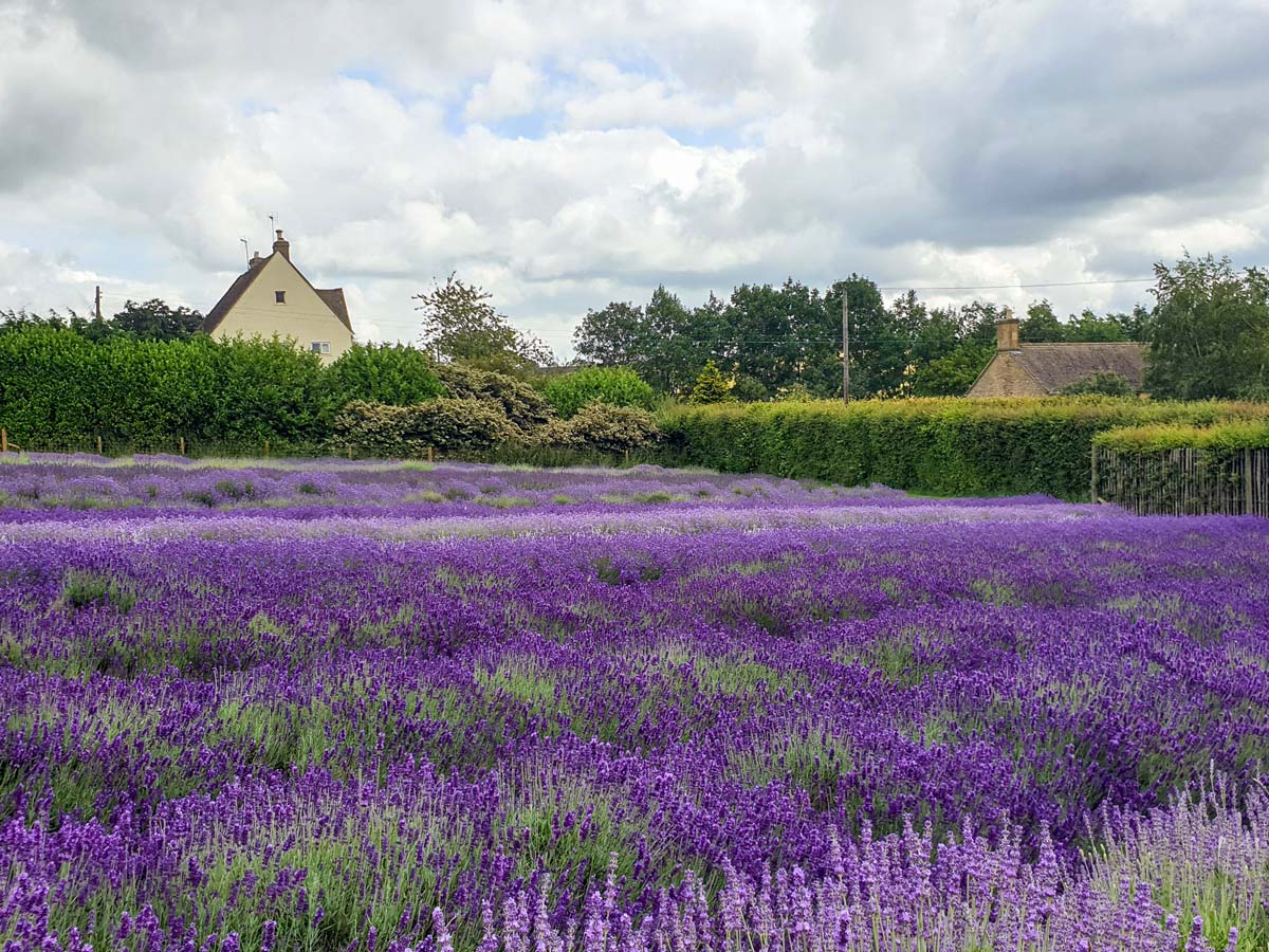 Cotswold England flower lavendar fields