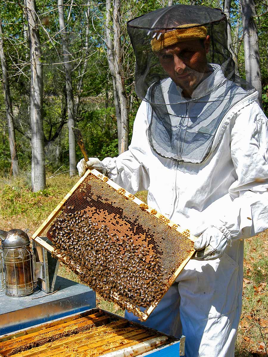 Fresh honey bee farming along family tour Italy