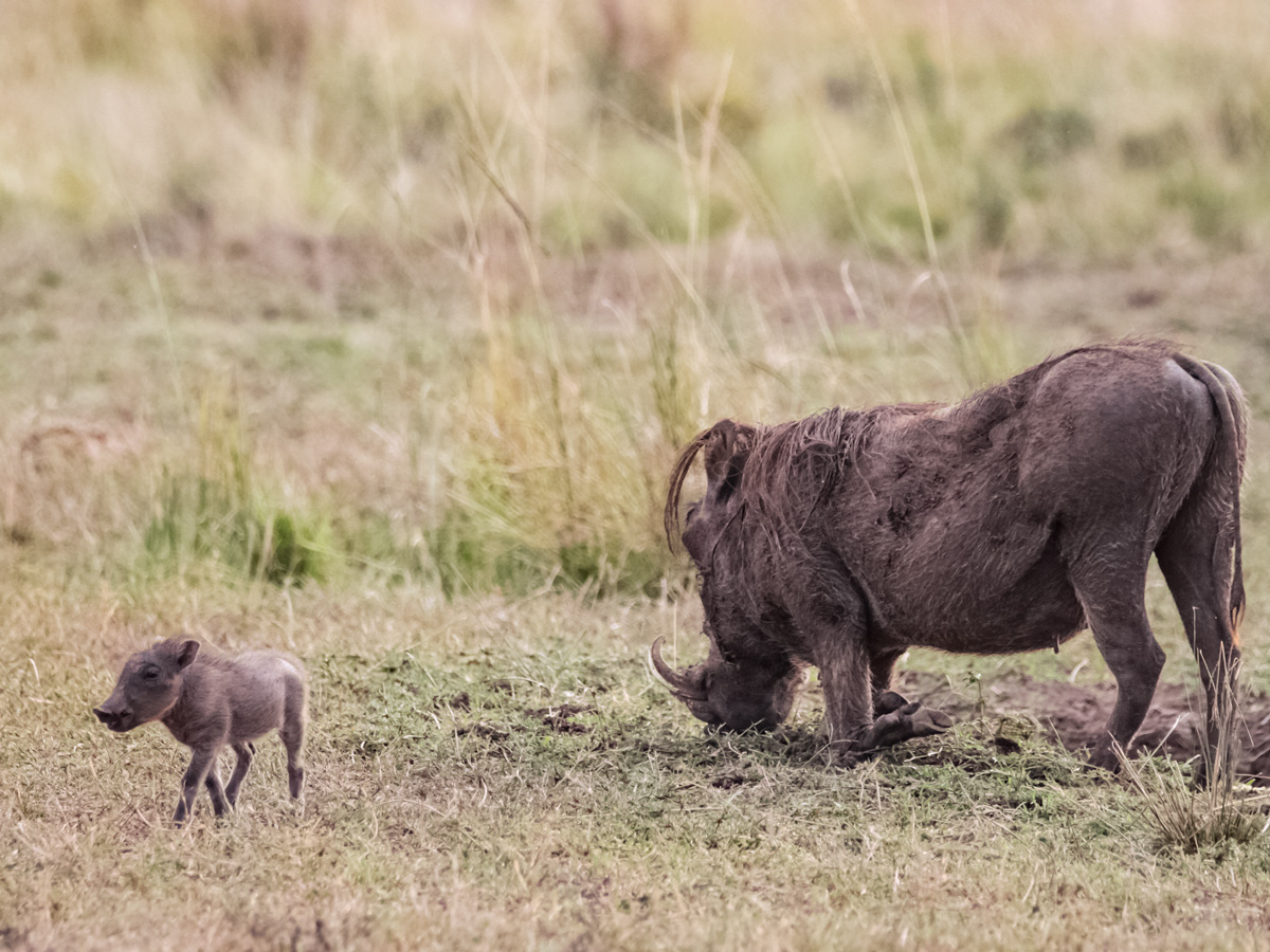 Mother and baby wild warthogs near Mount Meru hiking in Tanzania