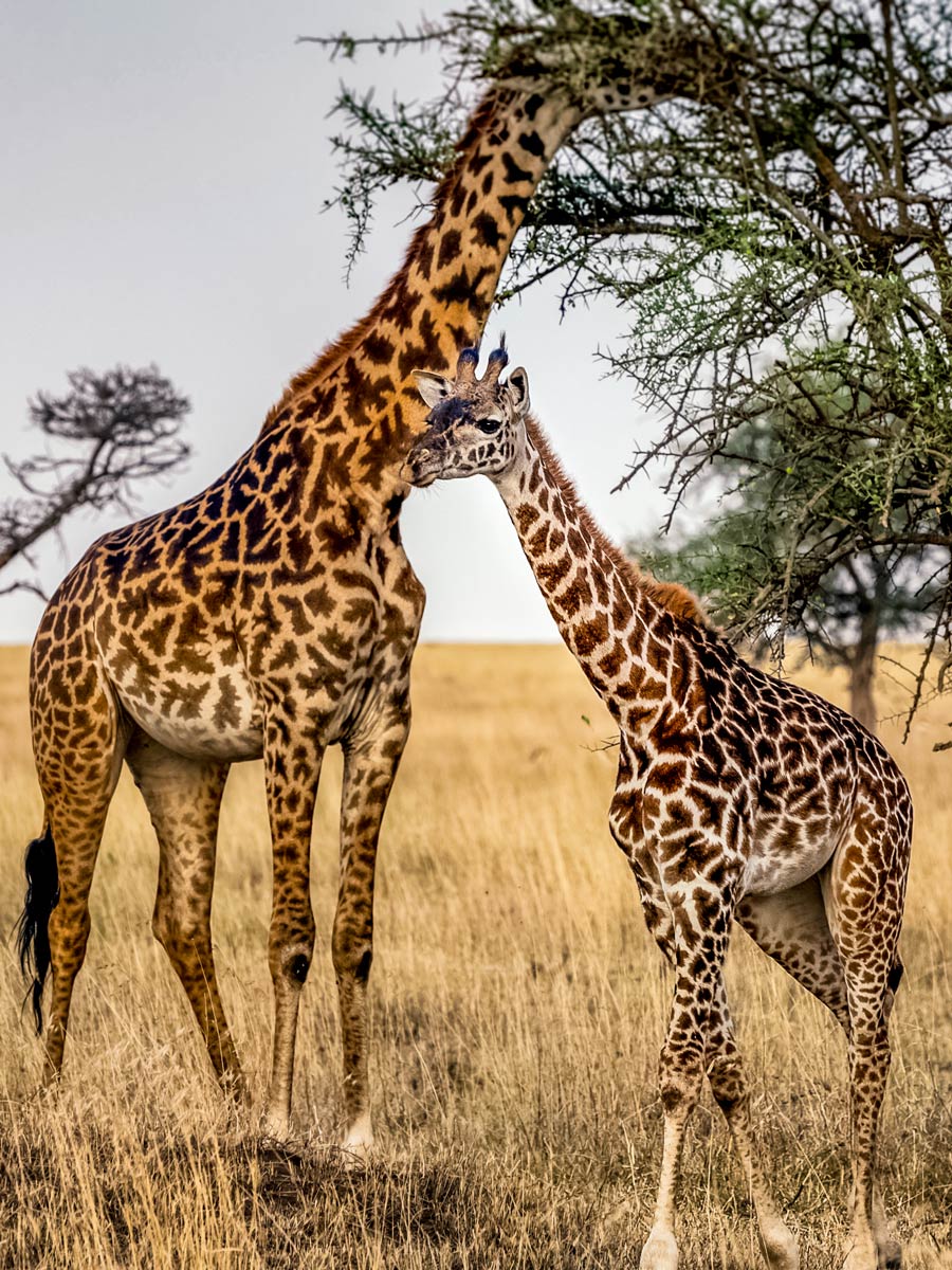 Wild Giraffes in savannah near Mount Meru hiking in Tanzania