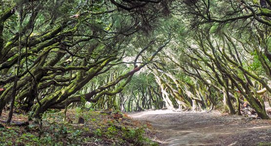 La Gomera Walking Tour