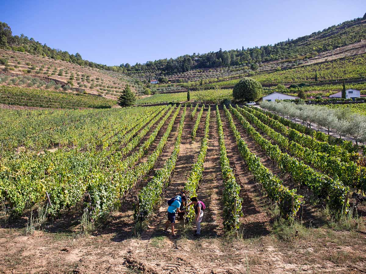 Vineyards grape picking Douro National Park adventure tour Portugal