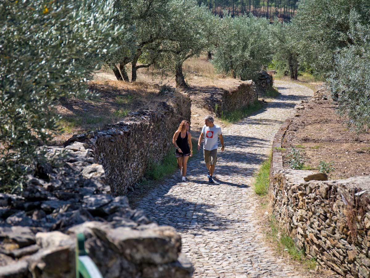 Hiking through olive groves cobblestone paths Douro wine region Portugal hiking