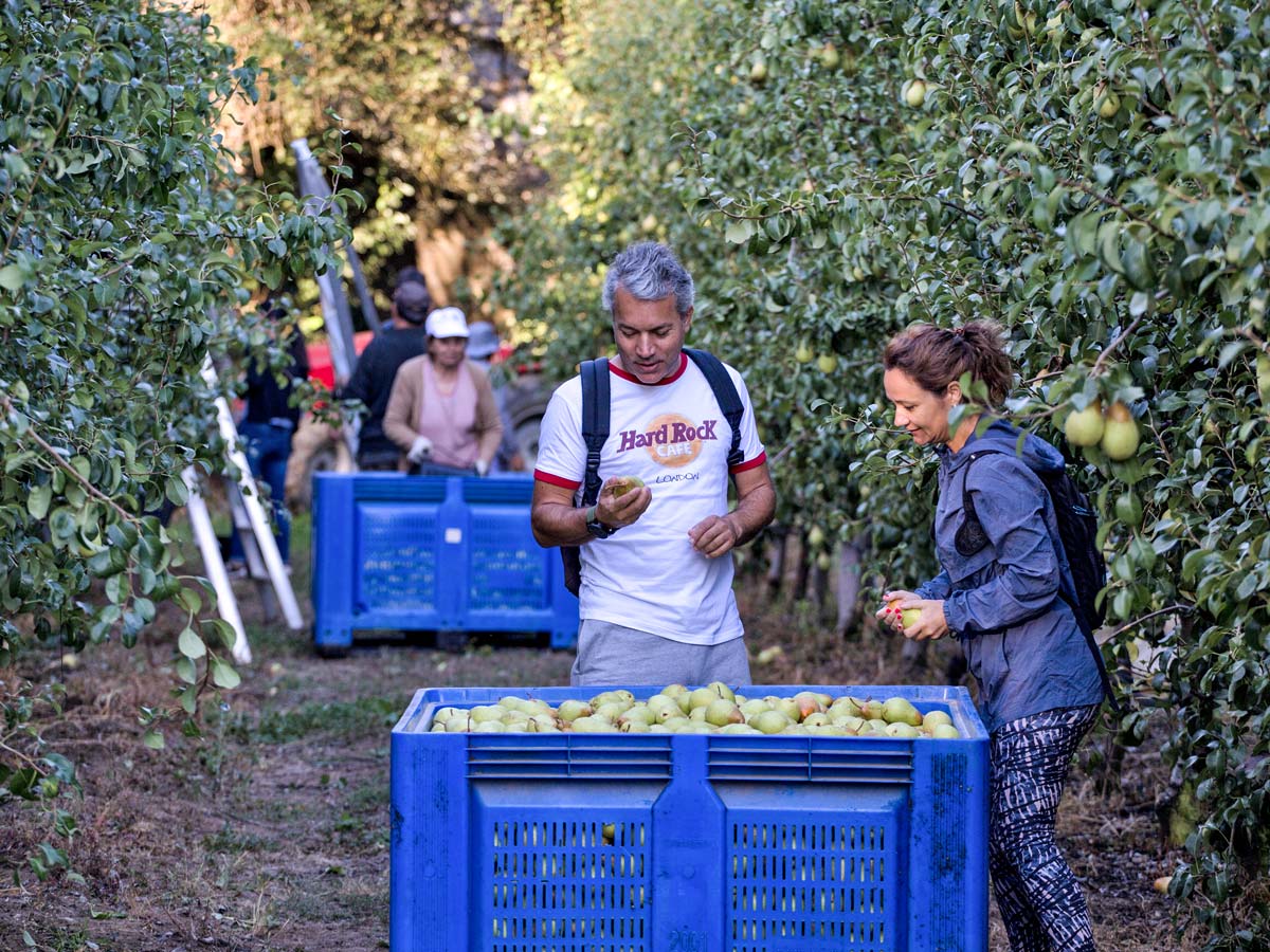 Picking pears in orchard Douro wine region in Portugal hiking adventure tour
