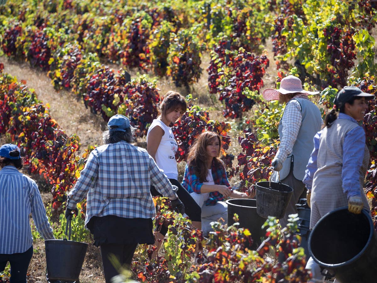 Grape picking harvest Douro wine region in Portugal hiking adventure tour