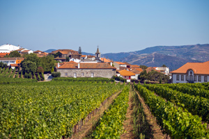 Douro Wine Region Hiking Tour