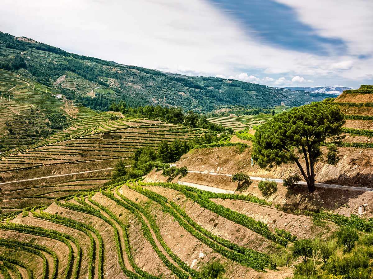 Tiered terraced farm crops Portugal bike tour Duoro Valley