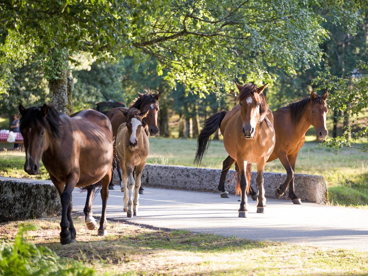 Horses on road park Peneda Geres Hiking adventure tour Portugal