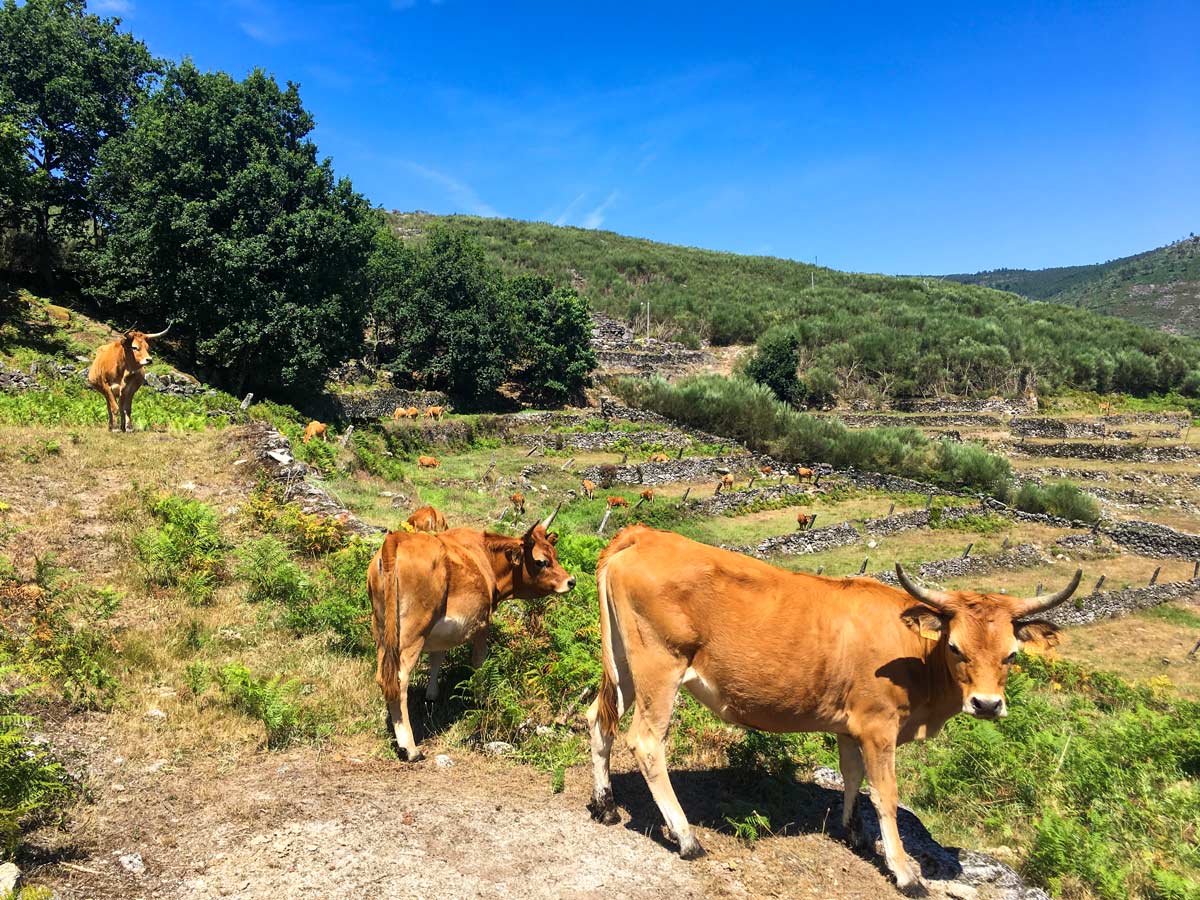 Farmland hike cow pastures Peneda Geres Hiking adventure tour Portugal