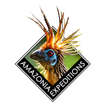 Amazonia Expeditions Logo