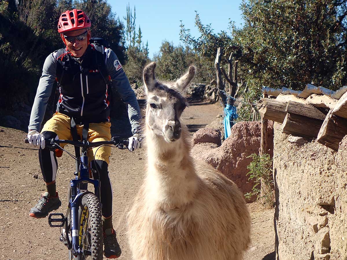 Llama met on ebiking tour route in Peru