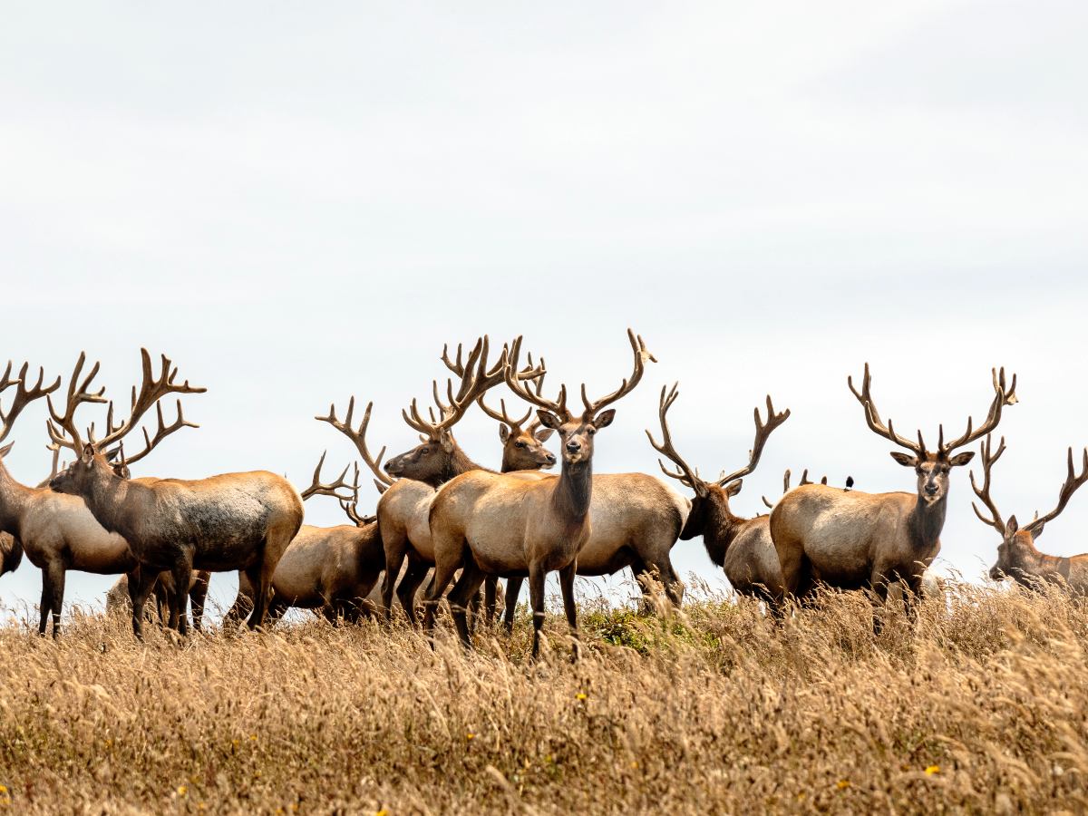 Elks in California (Point Reyes)