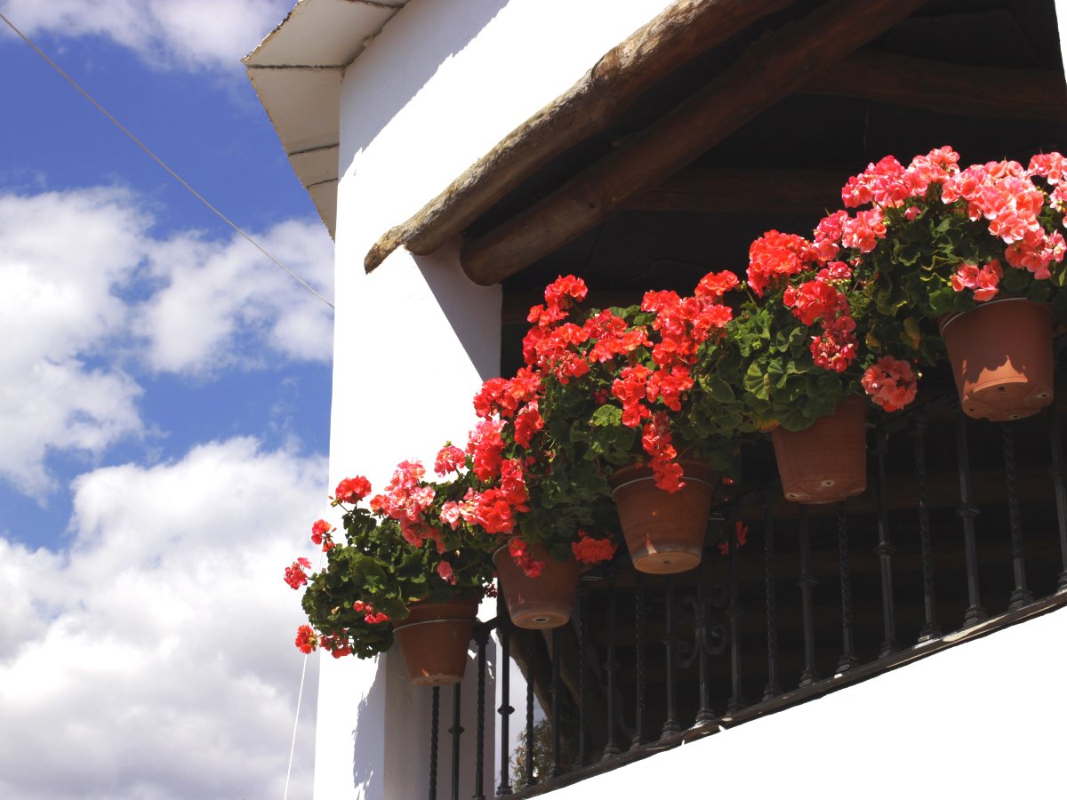 Flowers in Alpujarras (Spain)