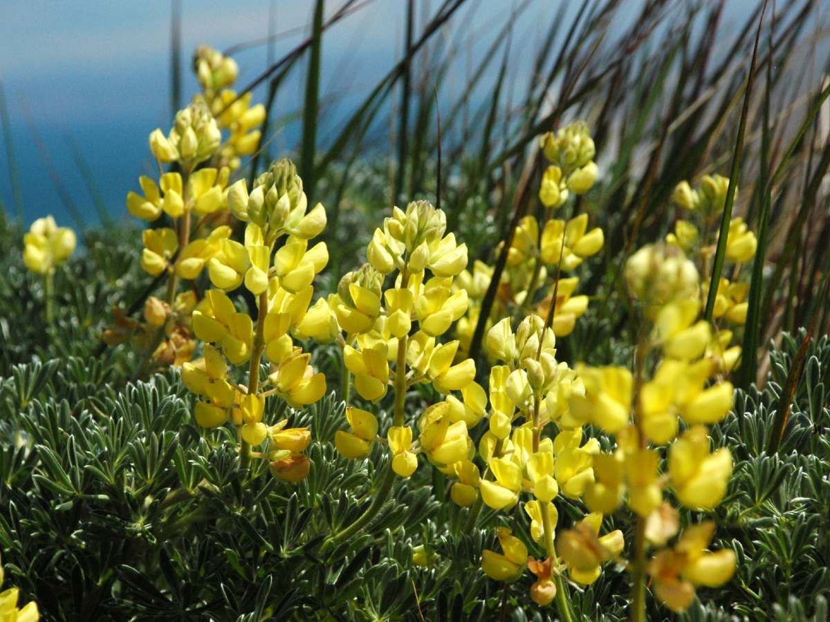 Wildflowers in Point Reyes (California)