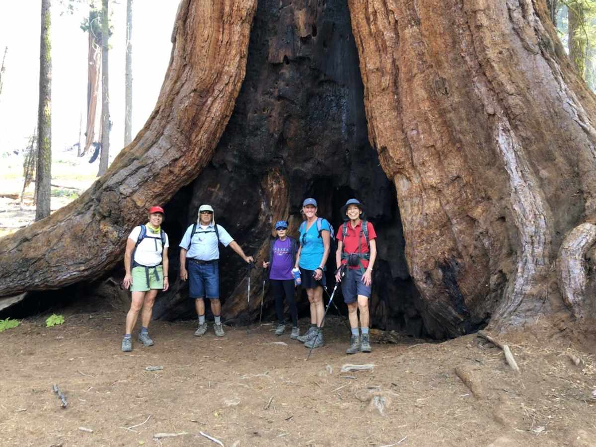 Group of people posing near Sequoia