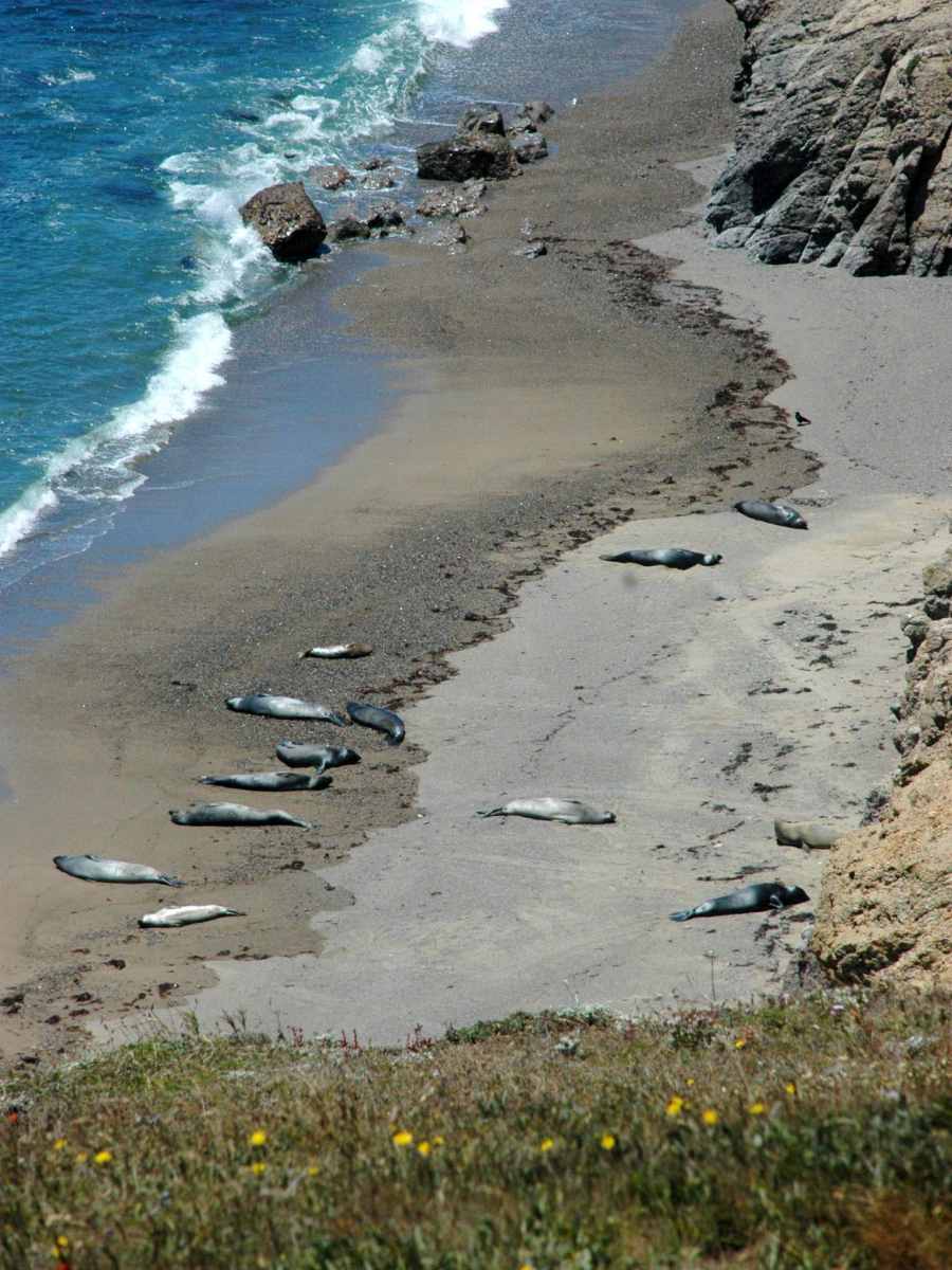 Seals resting at Point Reyes seashore (California)