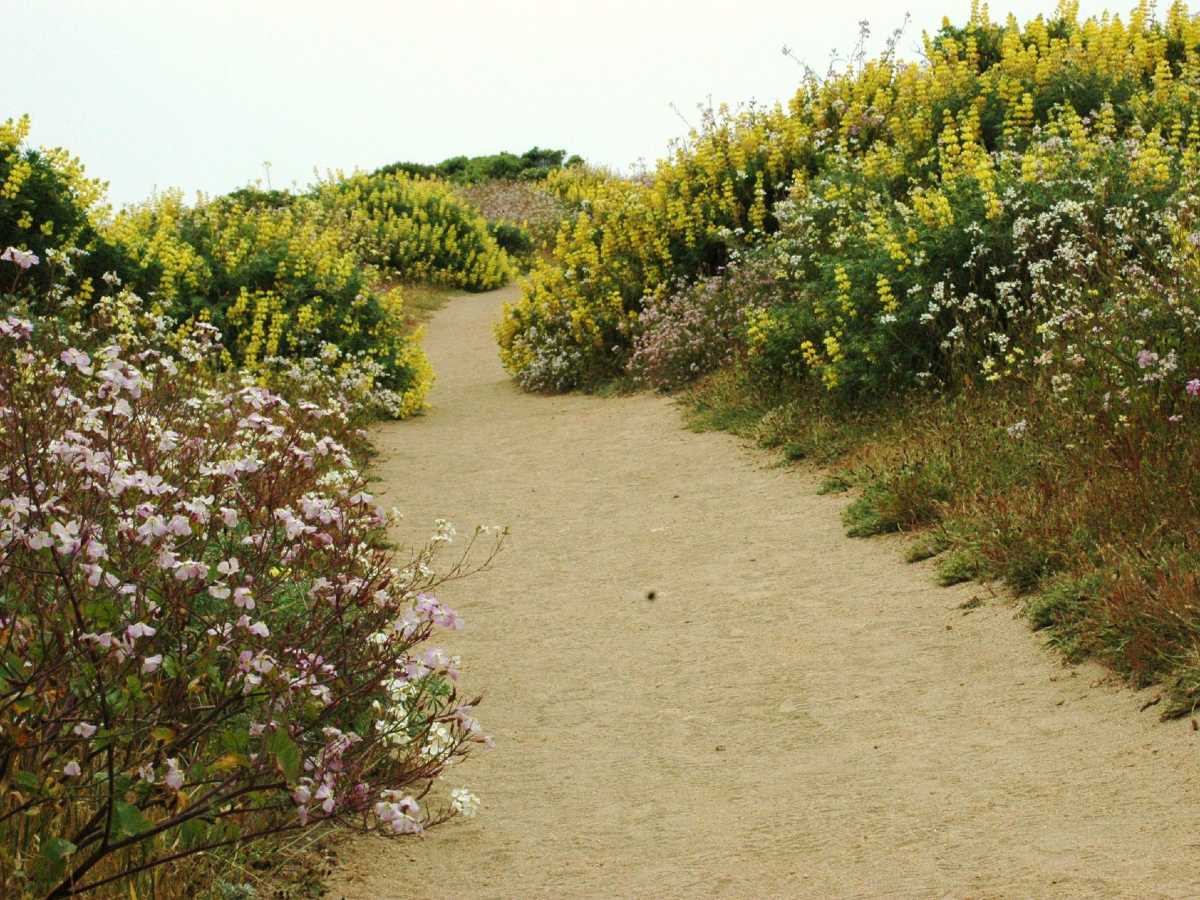 Sandy path in Point Reyes