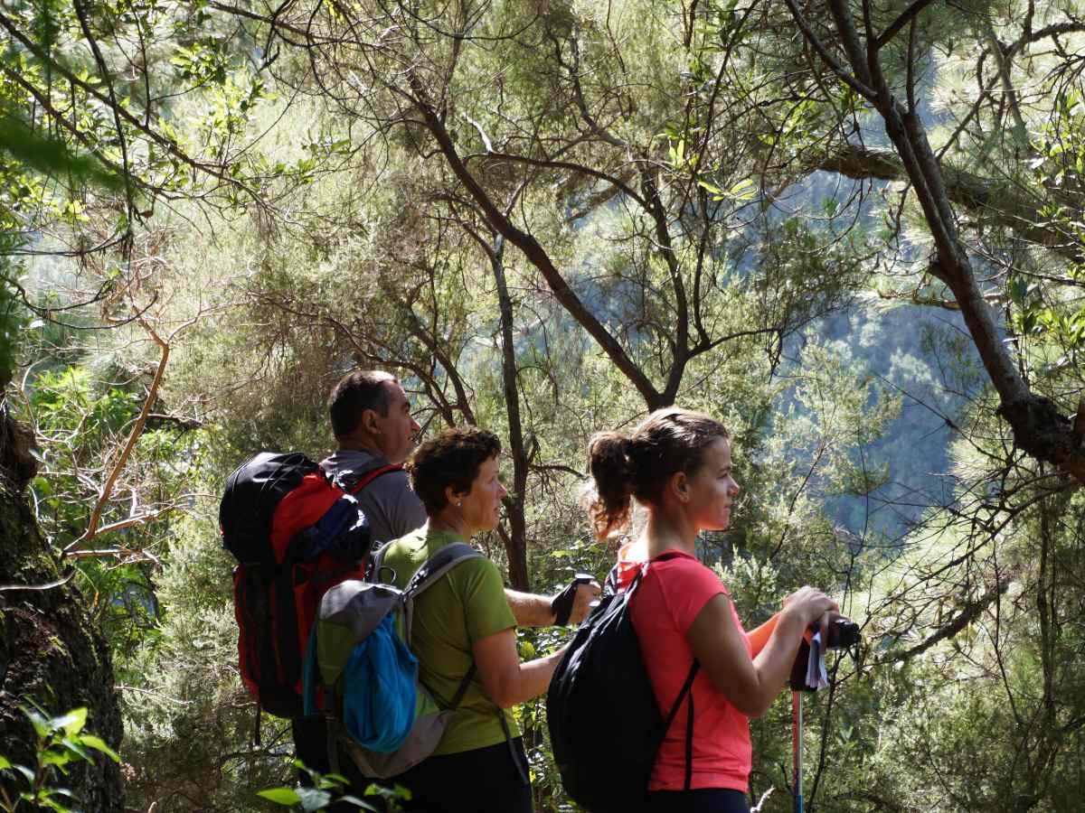 Laurer wood La Palma