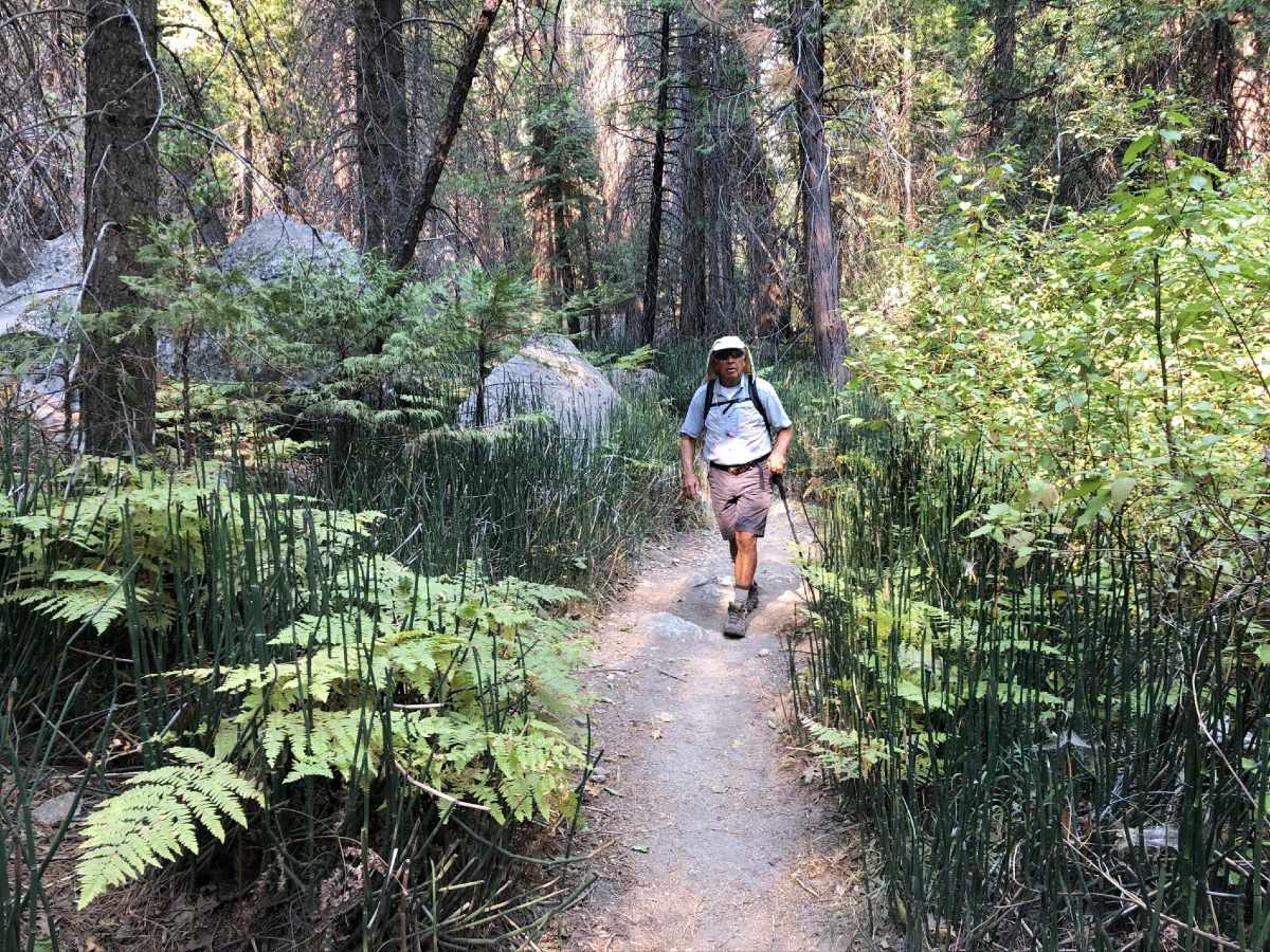 Man hiking among sequoias