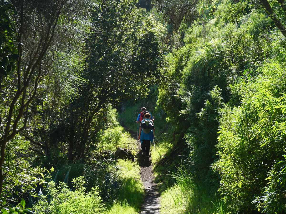 la palma - lush vegetation