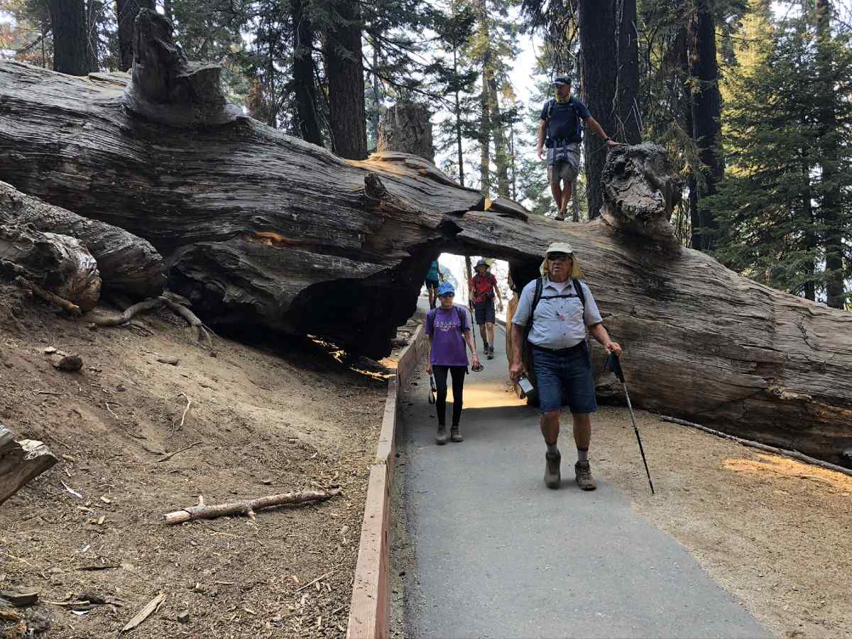 Fallen tree in Sequoia National Parl