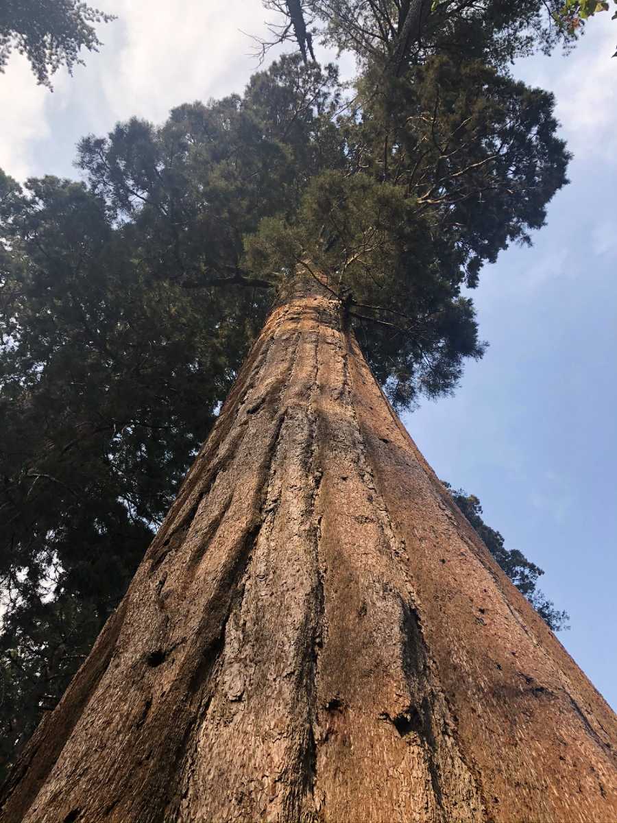 Stunning sequoia in California