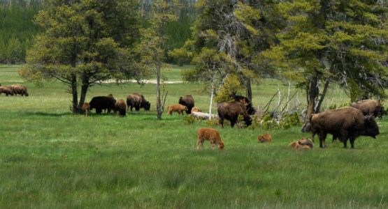 Yellowstone and Grand Teton Hiking Tour